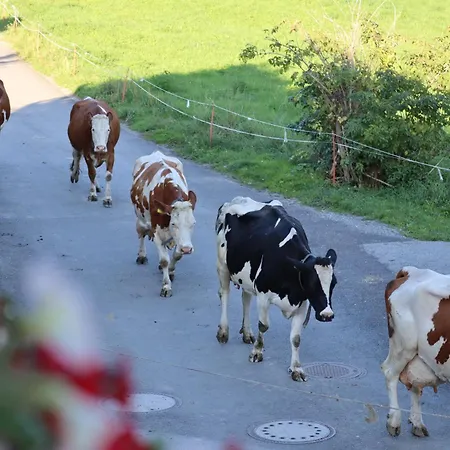 Tuschnhof Apartament Rinn